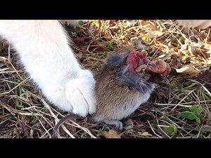 Cat kills mouse