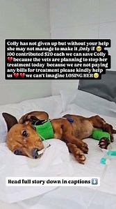 Colly didn’t understand why the world suddenly became so quiet #usa #canada #rescue #london #uk