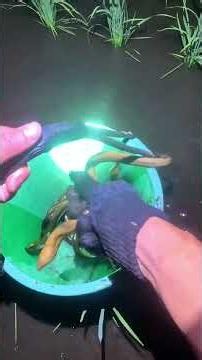 There are so many freshwater eels in Japan, everyone! #Morning93vlog #vlog