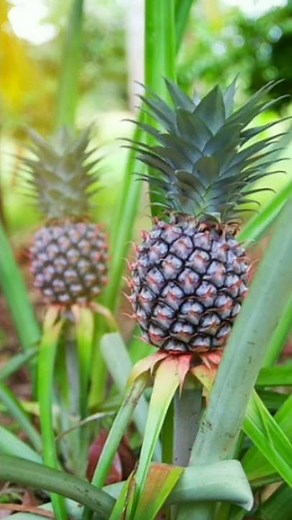 Ananas 🍍 anbauen & ernten in Deutschland🇩🇪