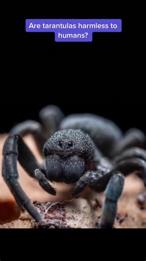 Are Tarantulas Harmless to Humans? Debunking Myths