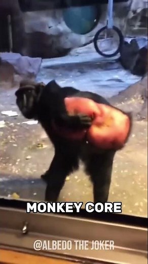 Certified Monkeycore Madness 🐒💥#monkey #animals #cute #homesheephome #funny #foryou