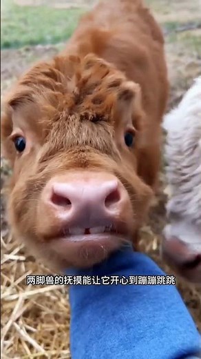 苏格兰高地牛是一种可以用来当做宠物饲养的牛，你想要有一只吗#苏格兰高地牛 #萌宠科普 #动物 #遊戲娱乐卜猪