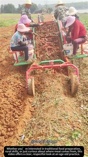 Light Sweet Potato Harvester in Action! 🍠🚜