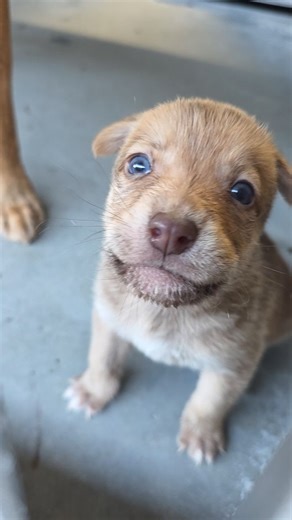 iloverescue on Instagram: "Mama Marva and her puppies are still at the shelter — and honestly, I’m stunned. After that last video, after hearing that tiny puppy crying his heart out at the front of the kennel, I thought for sure a reputable rescue would have stepped in. I thought their story would end with a car ride to safety, soft blankets, and a mama finally exhaling after weeks of holding herself together. But that’s not what happened. Instead, this little family continues to languish in an 