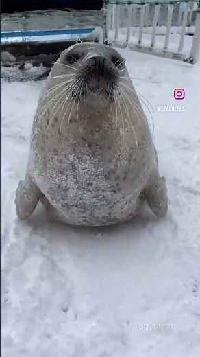As North American Seal Populations Rebound, We’re Celebrating 10 Incredible Seal Facts