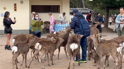11K views · 32 reactions | Summer Vibes in Nara Park 歷 | Magical Deer Moments in Japan | NARA DEER | Facebook