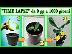 "TIME LAPSE" BANANA BIRTH AND GROWTH FROM 0 TO 3 YEARS, how to give birth to a banana from FREE