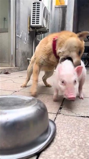 Adorable Dog Can't Eat, Wants Piggy Pals