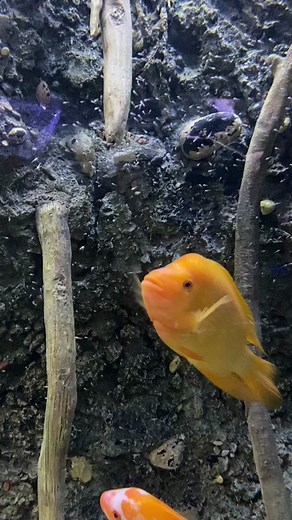 Breeding Cichlids in an Aquarium