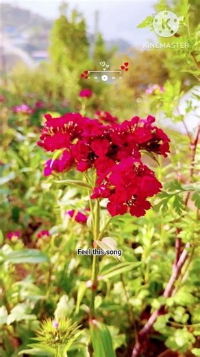 hindi love song status #status #ringintone #shortsfeed #love #nature #tranding #viral