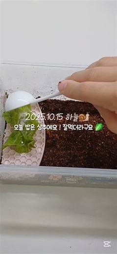밤에 올리면 봐주시려나 🐌 #달집사 #달팽이 #명주달팽이 #브이로그 #케어 #food #다이소