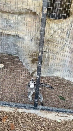 Zoboomafoo guy #fypシ #zoo #animals #fypシ゚viral