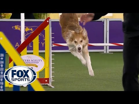 Doogie the Border Collie's spectacular run clinches the 24-inch class | FOX SPORTS