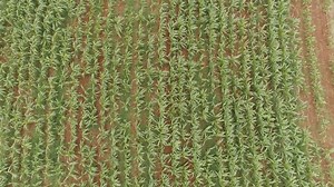 36 reactions | AGRICULTURE - Madagascar définit les risques agricoles pour mieux les gérer | 2424.mg | Facebook