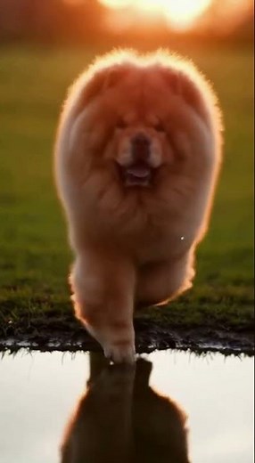 “Majestic Chow Chow Run 🌿🦁 | Freedom in Every Step | Cinematic Dog Short” #cutedog #pets #chowchow