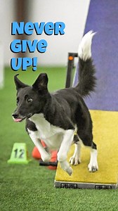 THIS! Agility should be and can be fun for every healthy dog on the planet. If your dog isn’t having as much fun at agility as they would chasing another dog, a bunny or a squirrel, then something is missing. It could be a health problem, it could be a nutrition problem or could very well be the approach you are taking in your training. Training should always be FUN. Even when the dog appears to be “wrong.” there’s no place in agility training for blame, scolding, finger pointing, or any kind of