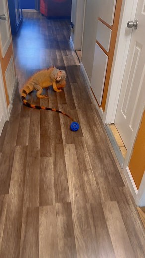 2.2K views · 175 reactions | Teaching an old Iguana new tricks #pet #reptile #funny #iguana | Rocket The Iggy | Facebook