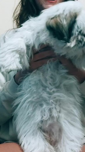#fluf #richiebitchie #sassy #famous #viral #cute #pink #woof #cute #dance #dog #pinkunicornrainbow #fluffy #fyp #foryou