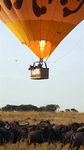 Miracle Experience - Balloon Safaris 🐾 on Instagram: "A balloon like no other, inspired by the wild itself. 🐆 Our Leopard Print Balloon blends seamlessly with the Serengeti: bold, rare, and untamed. With space for just four passengers, it offers an intimate encounter with nature’s beauty where the only sounds are the wind, the flame, and the rhythm of the plains below. For those who seek something truly different, this is how the Serengeti whispers its secrets from above. ἰ