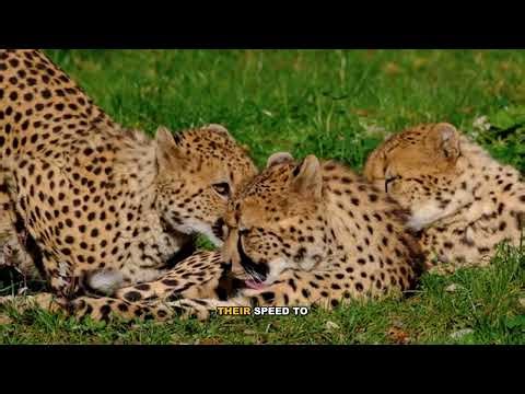 The Peregrine Falcon: World's Fastest Animal - Everything You Need to Know