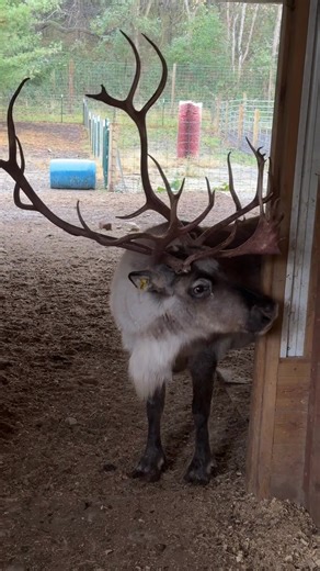 Chilling with Reindeer on a Rainy Day