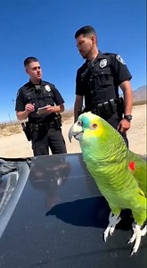 This parrot's confession left police speechless. 🦜🚔 #Parrot #police #birds #funny #comedy