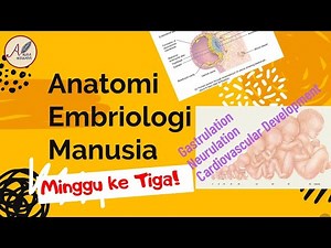 Anatomi Embriologi Manusia:Minggu ke Tiga- Gastrulation, Neurulation, dan Perkembangan Cardiovaskuar