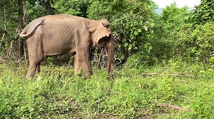 3.8K views · 718 reactions | We came to rescue these four elephants...