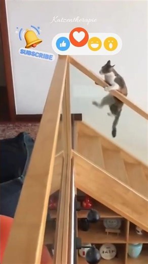 Clumsy Cats Falling Off Stairs 😹 | Short Fails