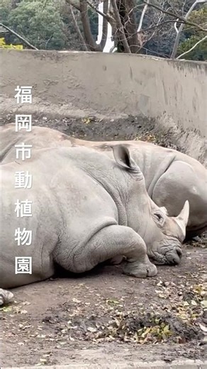 まるで恐竜のようなミナミシロサイ@福岡市動植物園