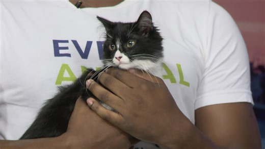 How pet owners can plan ahead before spring break travel