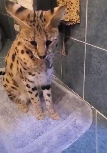 love_serval_caracal on TikTok
