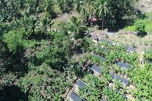 Designing and Layouting of Native Chicken Breeder Farm. #breeder #farming #designinspiration #layout #chickens | Philippine Native Chicken