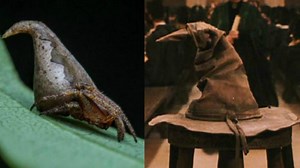 New spider species named after Harry Potter hat