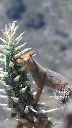 🦊 Tras meses siguiendo la floración del chagual en la cordillera de Santiago, un fotógrafo de naturaleza logró registrar una escena fascinante: un zorro culpeo alimentándose de una Puya alpestris, lo que indicaría que están polinizando la flor. 📷 Con cámaras trampa y mucha paciencia, @bernardosegurafoto documentó una interacción más frecuente de lo que parece: visitas de día y de noche, preferencia por plantas horizontales y hasta arriesgadas escaladas por néctar. 🪻 El chagual es una planta n