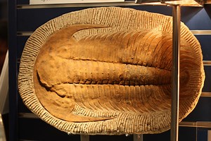 Ch 21: Fossils & Geologic Time