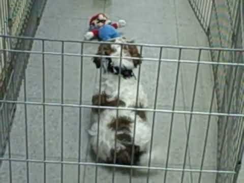 Baby Boy Lhasalier 2