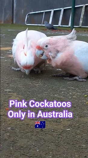The controversial Pink Cockatoo #birds #nature #controversy