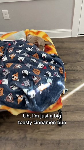 Adorable Pitbull Enjoying a Cinnamon Bun in Bed