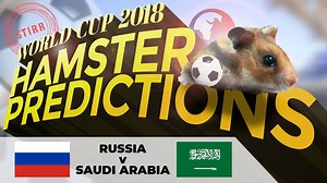 ⚽Tonight is the night!⚽ The World Cup opens with host Russia 🇷🇺 v Saudi Arabia 🇸🇦. We asked a little friend 🐹 for his "choice"! | The Straits Times