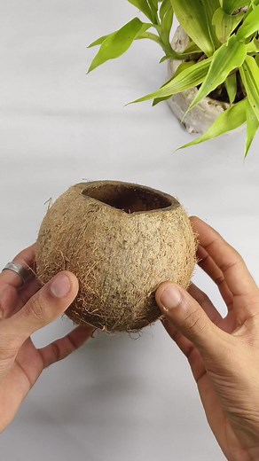7.7K views · 248 reactions | Easy making a coconut shell plant pot #coconutshellflower #coconutshellcraftideas #coconutshellideas #coconutshellflowervase #coconutshellcraft #masterideas #coconutshellproduct #ideas #craft #diy | Master Ideas | Facebook