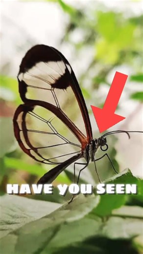 You Won’t Believe the Size of These Butterflies! 🦋 #shorts #butterfly