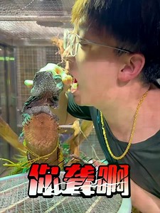 73K views · 754 reactions | 打了几十只苍蝇居然赔了800多块钱……#欢迎来到它的秋秋空间#万物可爱计划 | Der逼呵呵的王小怪 | Facebook