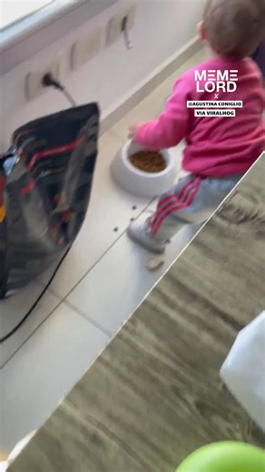 1.7K views · 12 reactions | Baby Tries to Eat From Dog Bowl | Meme Lord | Facebook