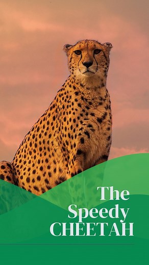 Weird Animal Facts | The Incredible Cheetah - Nature's Fastest Land Animal #natureandwildlifetv #wildlife #cheetah | Nature and Wildlife TV