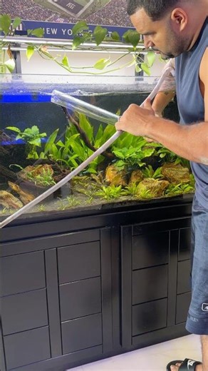 How do you get your siphon started? 🤔 #fishkeepinghobby #aquariumhobby