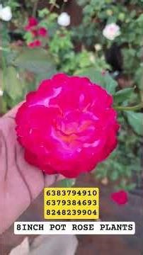 ROSE collection 8inch pot New varities available now online rose plant shop