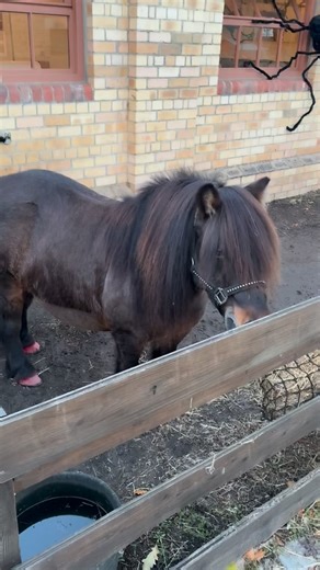 Our rock solid pony! 💪🏻 Alex and I were both busy decorating the pit pony stables ready for the 2nd Halloween night when a helicopter began flying above Tom…. he totally ignored it and ate his beamish hay! I’m starting to think someone has kidnapped my baby boy and replaced him with an absolute seasoned professional 🫶🏻 #goodboy #pony #helicopter #notbothered #eating #calm #stables #professional #halloween #evening | Mini Pony Hire