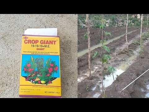 CROP GIANT||How to apply Complete guide and easy to Spray